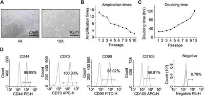 Intravenous Transplantation of Human Hair Follicle-Derived Mesenchymal Stem Cells Ameliorates Trabecular Bone Loss in Osteoporotic Mice